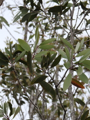 Melaleuca viridiflora