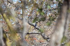 Phoeniculus purpureus