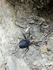 Egaenus convexus