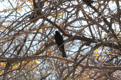 Melaenornis pammelaina