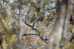 Phoeniculus purpureus