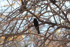 Melaenornis pammelaina