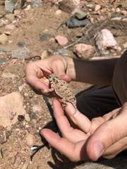 Phrynosoma hernandesi