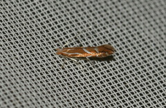 Phyllonorycter leucographella