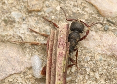 Pseudoneoponera bispinosa