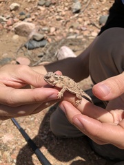 Phrynosoma hernandesi