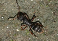 Pseudoneoponera bispinosa