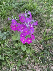 Primula