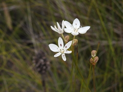 Burchardia umbellata