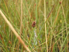 Chorizandra cymbaria