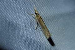 Crambus leachellus