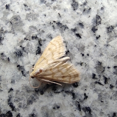 Paracorsia repandalis