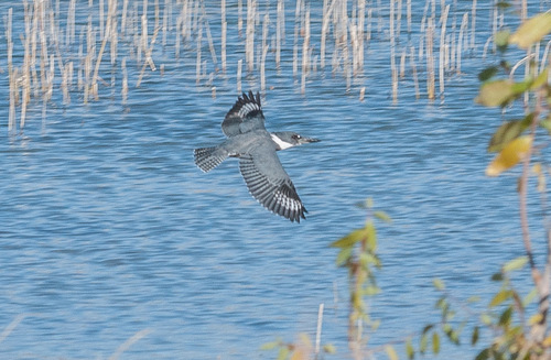 Belted Kingfisher photographed in Utah