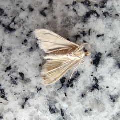 Paracorsia repandalis