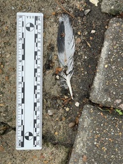 Columba livia domestica