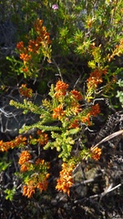 Erica nudiflora