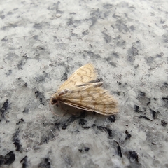 Paracorsia repandalis