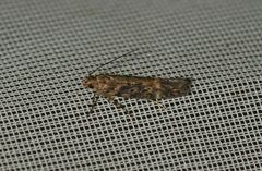 Scrobipalpa ocellatella