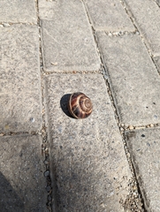 Helix lucorum
