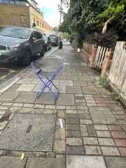 Columba livia domestica