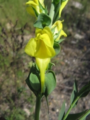 Scrophulariaceae