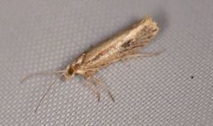Ypsolopha parenthesella