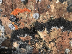 Montanelia tominii