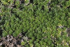 Heliotropium anomalum