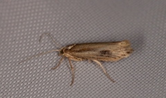 Ypsolopha parenthesella