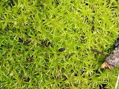 Leptodontium paradoxum