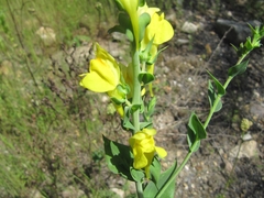 Scrophulariaceae