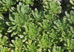 Heliotropium anomalum