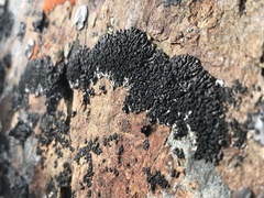 Montanelia tominii