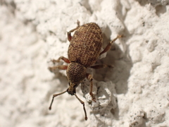 Curculionoidea