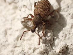 Curculionoidea