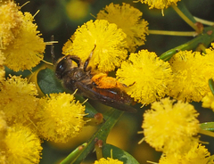 Parasphecodes
