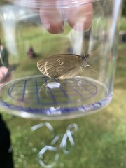 Aphantopus hyperantus