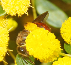 Parasphecodes