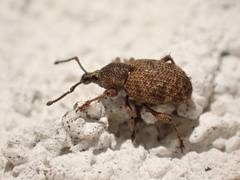 Curculionoidea