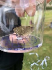 Aphantopus hyperantus