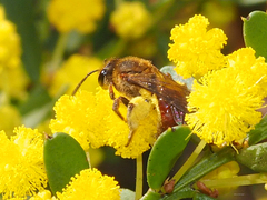 Parasphecodes