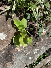 Begonia semperflorens-cultorum