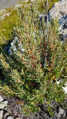 Grubbia tomentosa