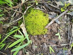 Leptodontium paradoxum