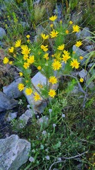 Euryops rehmannii
