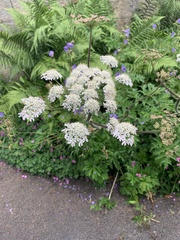 Heracleum sphondylium