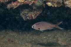 Azurina multilineata