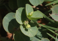 Euphorbia degeneri