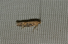 Scrobipalpa ocellatella