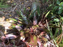 Bromelioideae